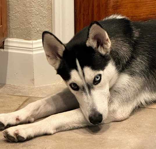 Photo of Echo JG