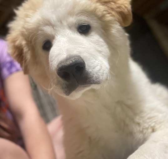 Photo of Hunter