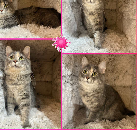 Photo of Gizmo