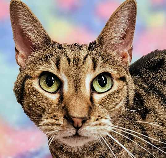 Photo of Rosemary  - RC PetSmart