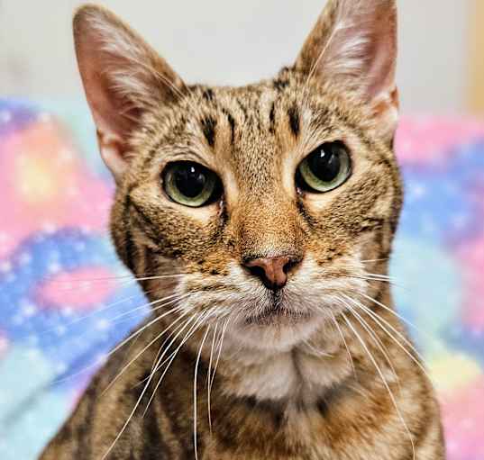 Photo of Waffles