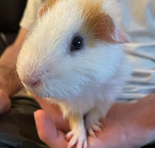 Photo of Preston
