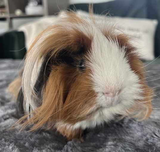 Photo of Elvis