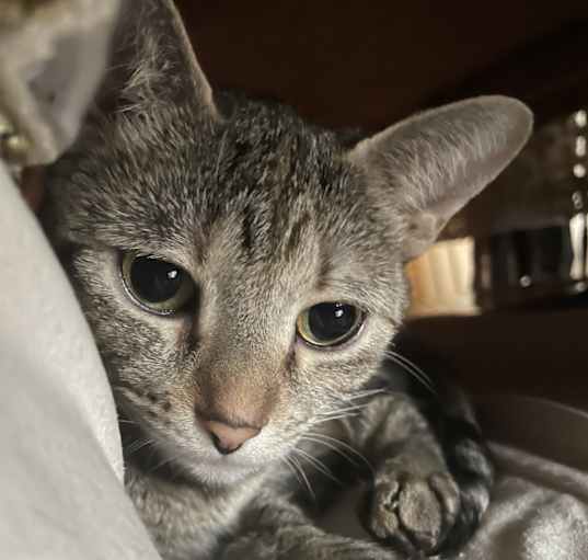 Photo of Nala