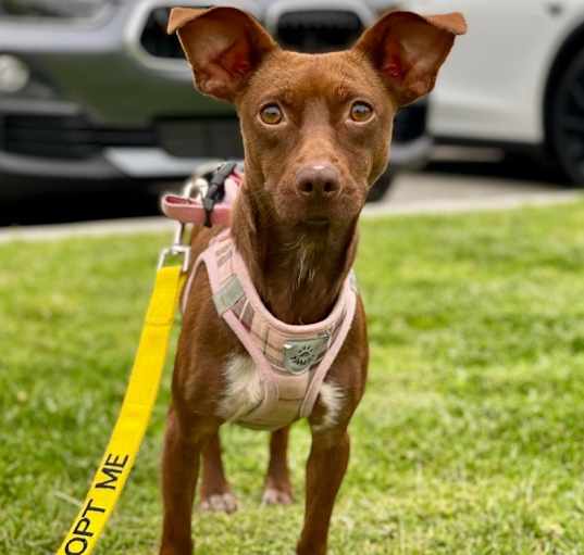 Photo of Lil Miss
