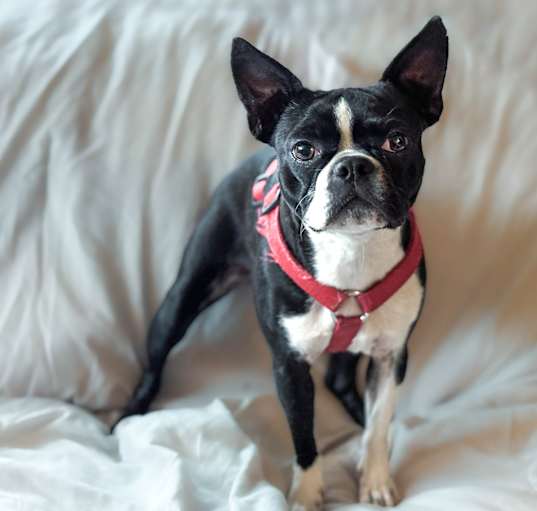 Photo of Pixie
