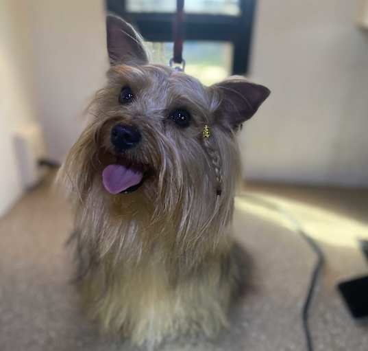 Photo of Mochi