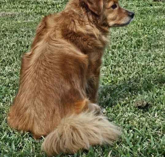Photo of Chip