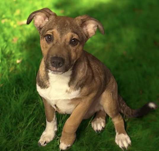Photo of Rocco