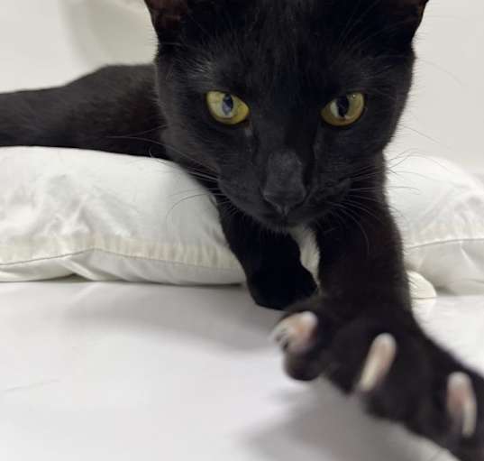 Photo of Salem