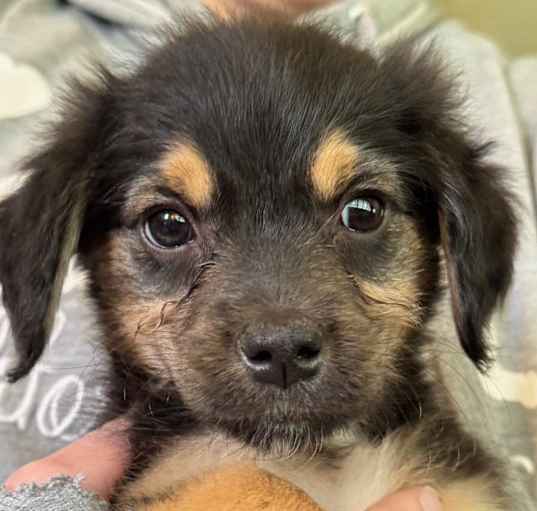 Photo of Penny