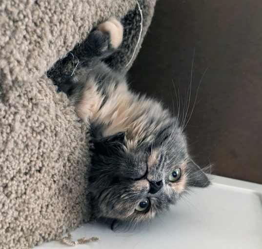 Photo of Eevee