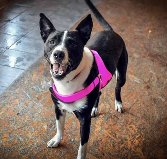 Photo of Sybil