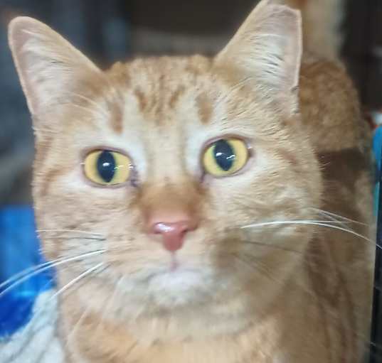 Photo of Butters