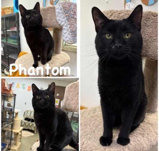Photo of Phantom