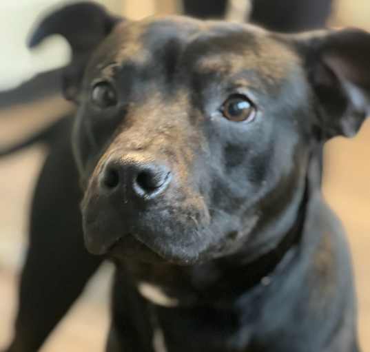Photo of Django