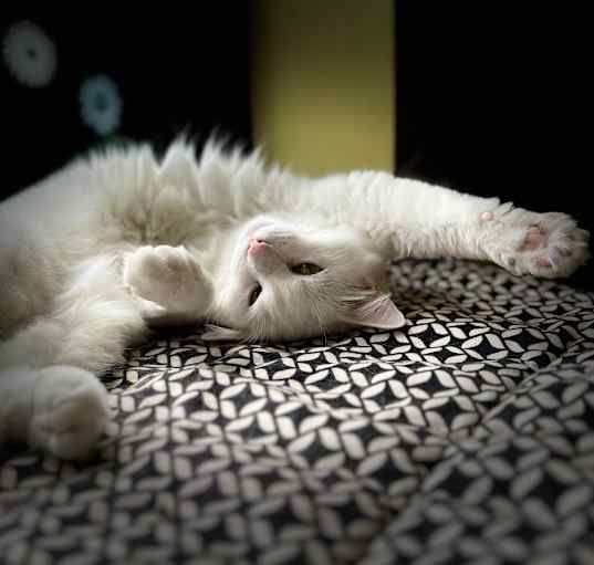 Photo of Bella