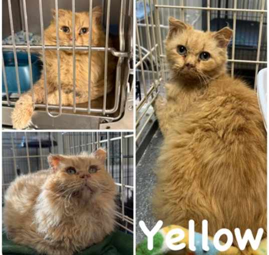 Photo of Yellow