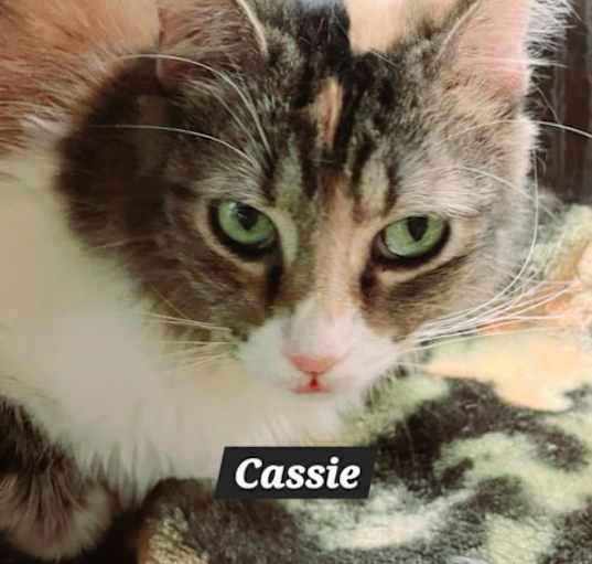 Photo of Cassie