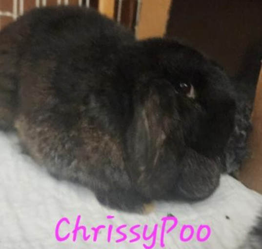 Photo of Chrissy Poo