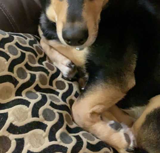 Photo of Dobby
