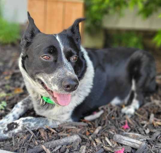 Photo of Pongo