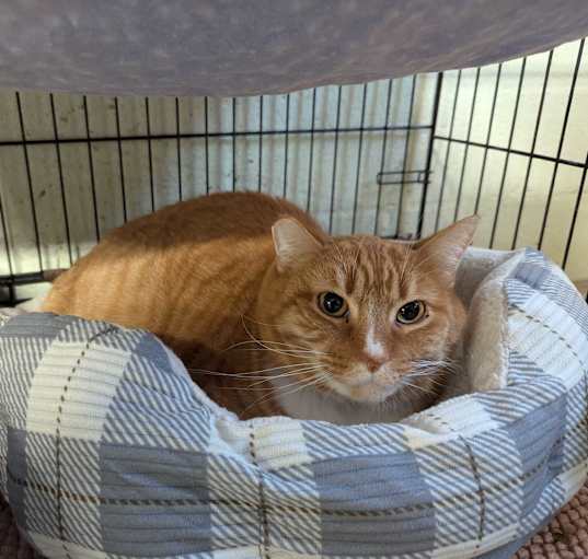 Photo of Betsy