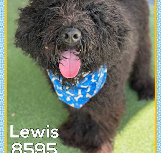 Photo of LEWIS