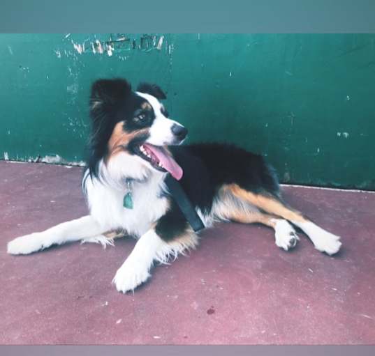 Photo of Lady