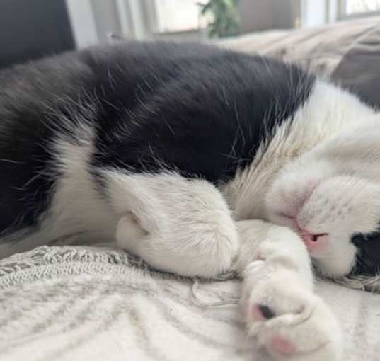 Photo of Oreo