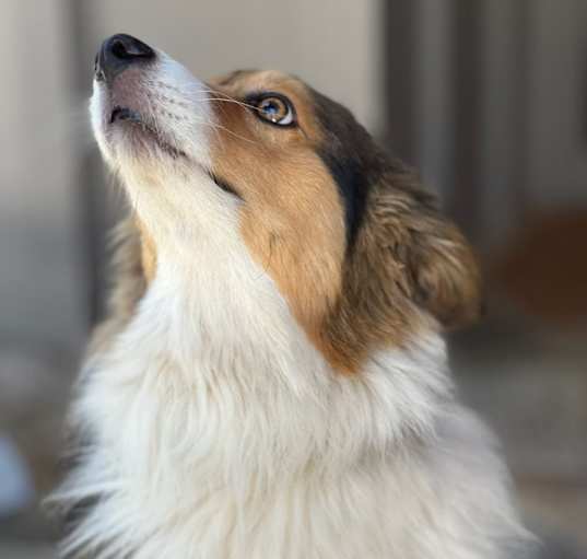 Photo of Toby