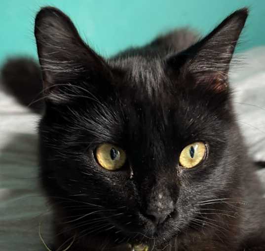 Photo of Shadow S.