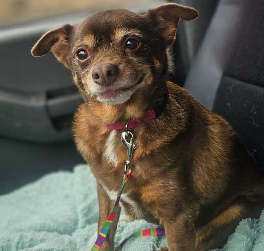 Photo of Jellybean