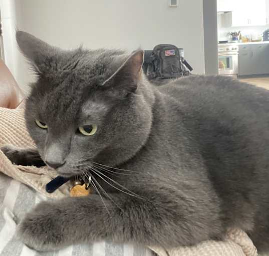 Photo of Moose