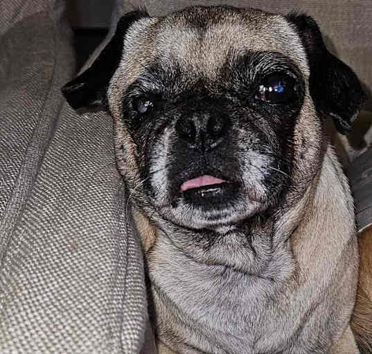 Photo of Chiquita