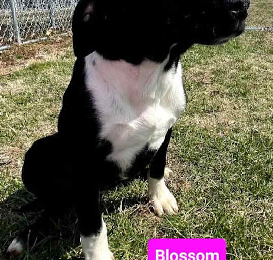 Photo of Blossom