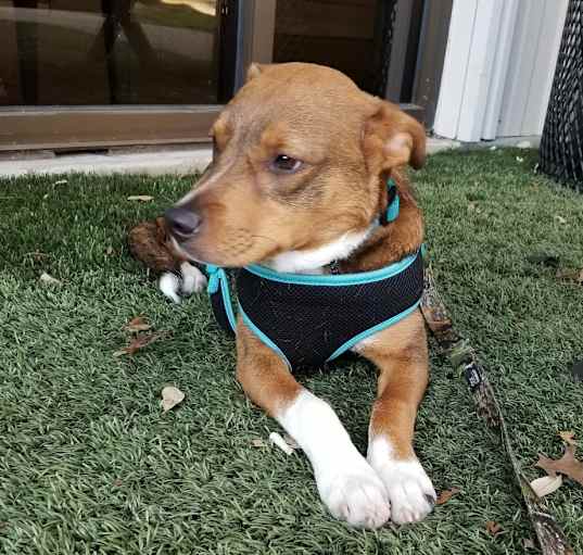 Photo of Brisket