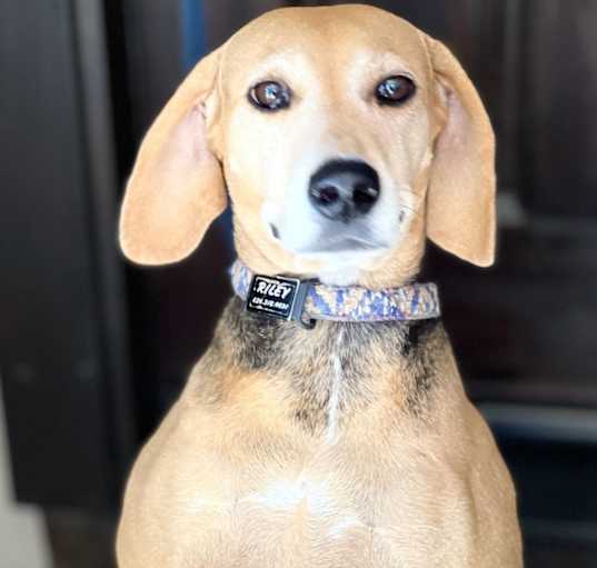 Photo of Riley