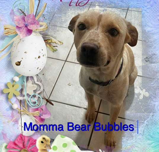 Photo of Bubbles