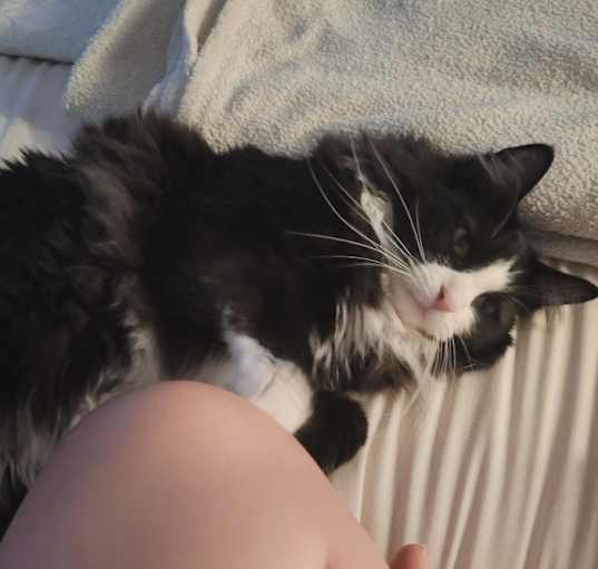 Photo of Gizzy