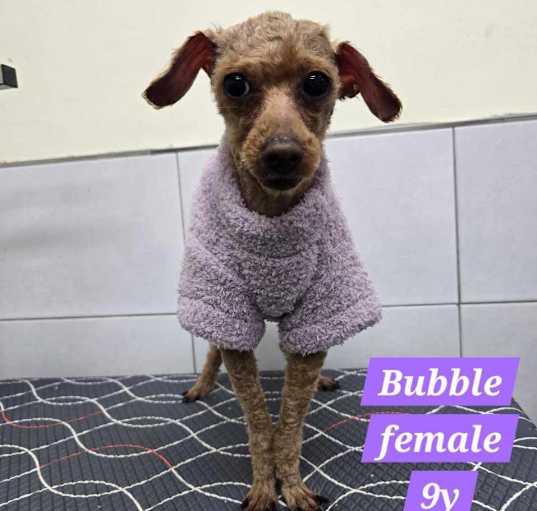 Photo of Bubbles