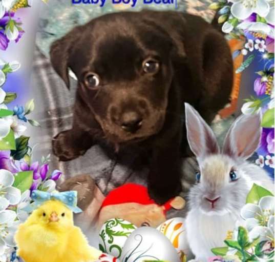 Photo of Bear
