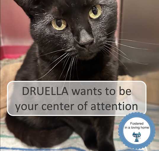 Photo of Druella
