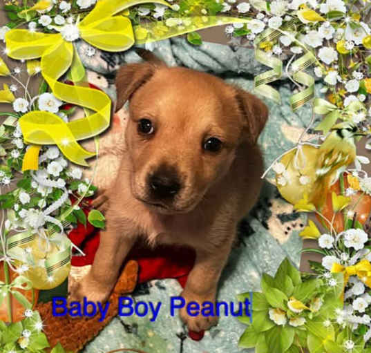 Photo of Peanut