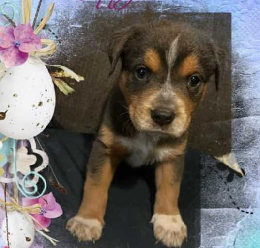 Photo of Teddy