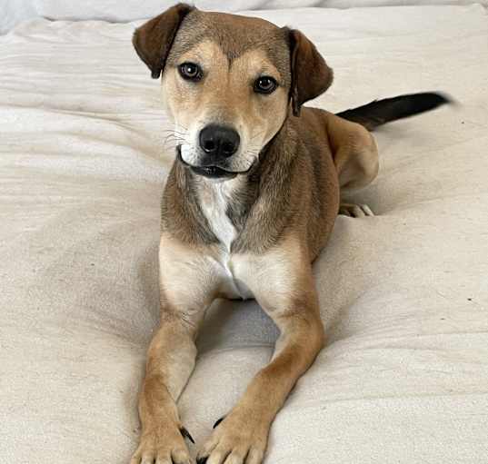 Photo of Handsome Rusty