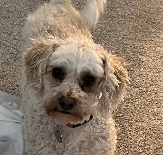 Photo of Piper