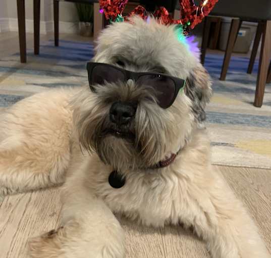 Photo of Rocco
