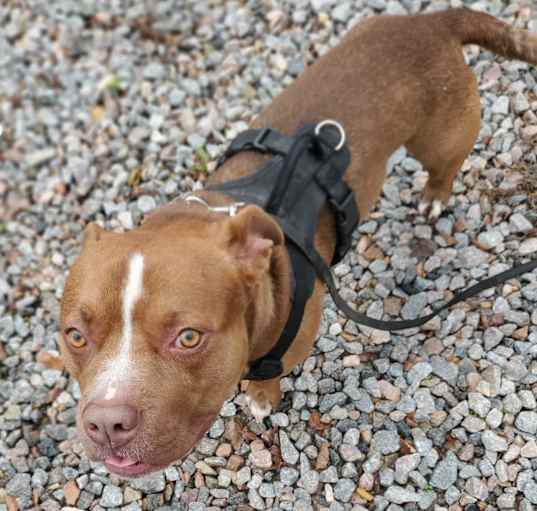 Photo of Short Stack (Shorty)