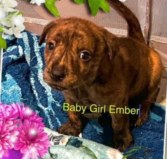Photo of Ember